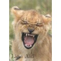Post Card - Growling Lion Cub