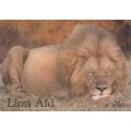 Post Card - Sleepy Male Lion