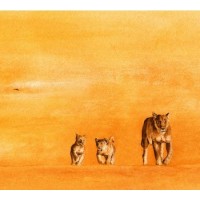 Simon Stevenson "Alpha"
