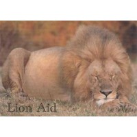Post Card - Sleepy Male Lion