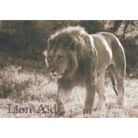 Post Card - Lion in sepia tones 1  