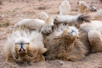 At what time of the day are lions most active?