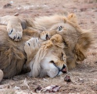 LionAid - Learn About Lions in the Wild