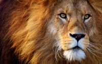 Do you believe with a minimum number of 10,000 wild lions still remaining, they could be extinct in the next 10 or 20 years?
