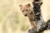 What makes Lion Aid different?