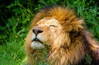 You say you are committed to conserving lions. But what about all those other African animals deserving of conservation?