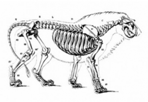 A worrying parallel between rhino poaching and trade in lion bones?