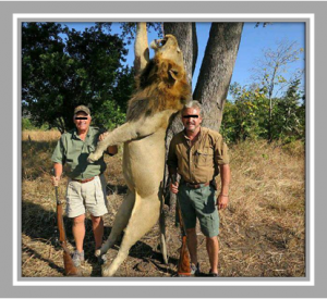 African lions are not endangered and should continue to be trophy hunted?