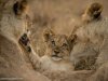 African Traditional Medicine could well be a threat to the survival of many wildlife species