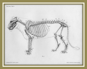 Are lions being poached for their bones?