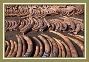 Botswana participated in the 2008/2009 CITES authorized sale of ivory to China and Japan. What happened to the money earned?