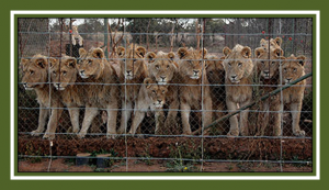 Canned and wild lion hunting examined