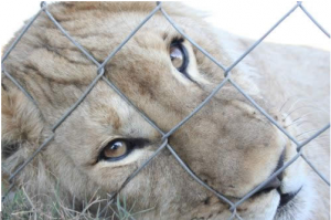 Canned Lion Hunting Woes