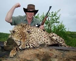 Hunting Cheetah