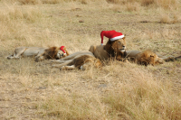 Christmas lions