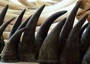 CITES Travesty - Part 1: Rhino horn trade