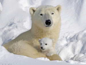 CITES Travesty Part 3: Polar Bears