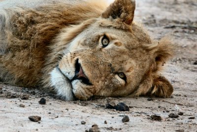 Close up lion