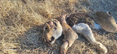 dead lion 1