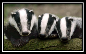 Do badgers spread Bovine tuberculosis to cattle?