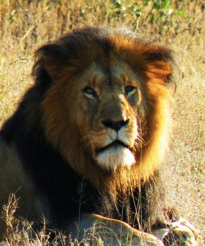 Do volunteers contribute to lion conservation by paying to participate in 