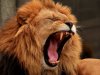 Encouraging statements from a new South Africa Minister of Environment to end captive lion breeding