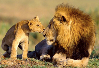 LionAid - How many lions in Africa? A LionAid 2020 assessment - News