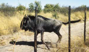 Is the destruction of Botswana's wildlife justified by UK support of the Botswana beef industry?