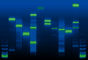 Lion conservation genetics