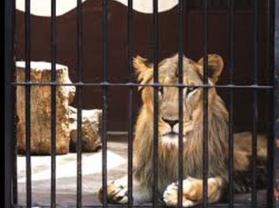 Lion in a cage