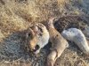Lion poaching in Botswana