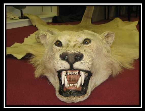 Lion trophy