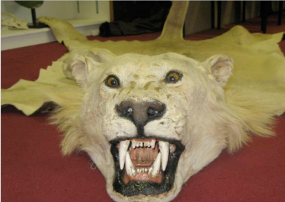 Lion trophy