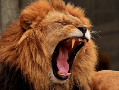 lion yawning