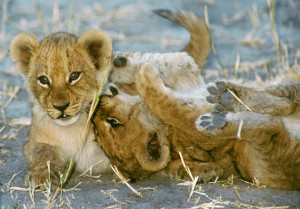 LionAid - LionAid to visit Zambia and Kenya to address crucial lion conservation  issues - urgent funding request. - News