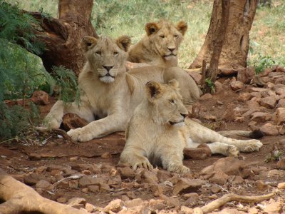 Detroit Lions on X: August 10 is World Lion Day! Special shoutout to our  favorite 