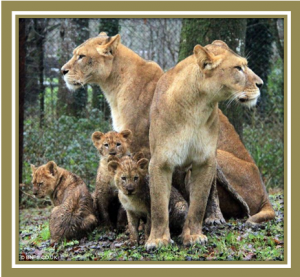 Lions destroyed at Longleat Safari Park 
