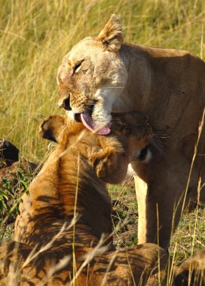 Lions in western Africa are in serious trouble 