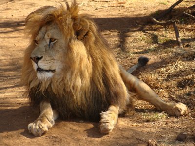 Male lion