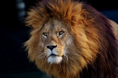 Male lion