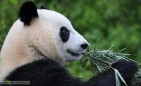 Rented Pandas and Zoos - Attraction or Distraction?