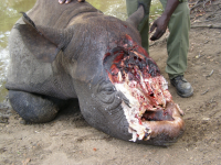 Rhino horns confiscated in the Phillipines