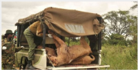 Six lions killed outside Nairobi National Park