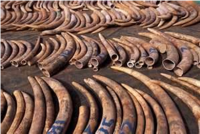 Tanzania Ministers lose sleep over wildlife poaching?