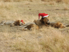 The directors at LionAid would like to wish all our supporters a very happy festive season