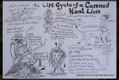 The Life Cycle of a Canned Hunt Lion