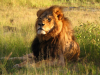 The lion hunt that shocked the world – a call for action