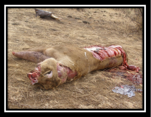 The politics of dead lions