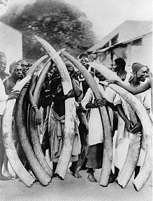 Thumbing their noses at CITES - Zimbabwe's ivory trade
