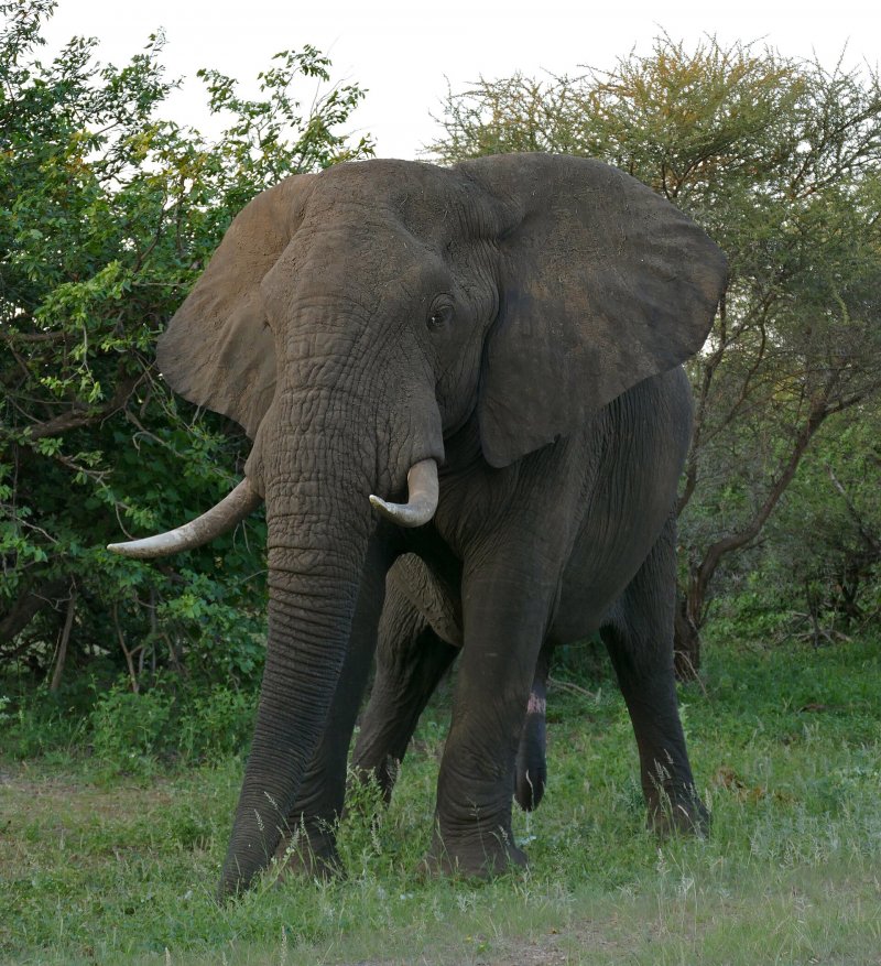An African elephant; trophy hunting did not prevent the collapse of elephant and lion numbers in Tanzania's Selous Game Reserve.